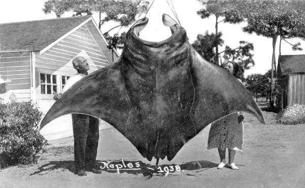 Image of Chevron Manta Ray