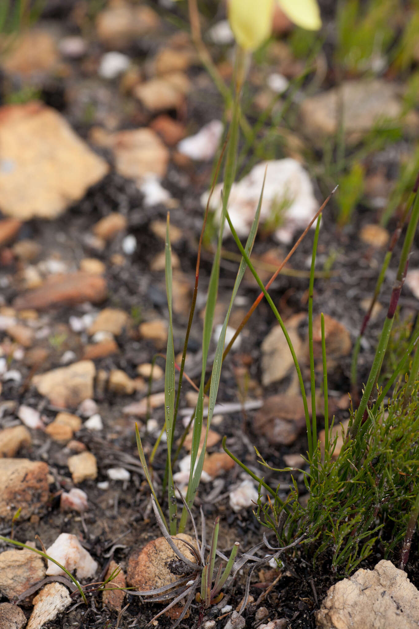 Image of Bobartia filiformis (L. fil.) Ker Gawl.