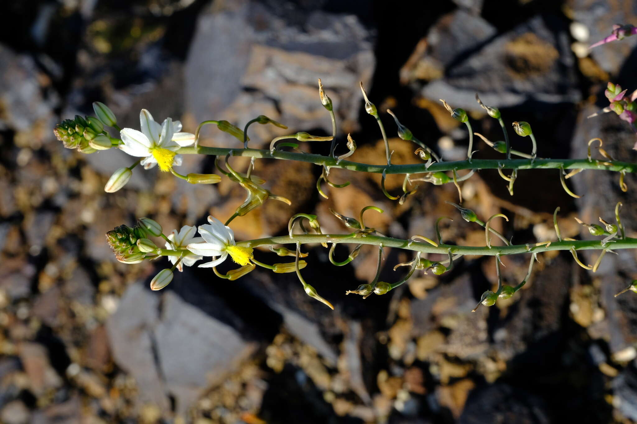 Image of Bulbine triebneri Dinter