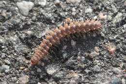 Image of Flat-backed millipede