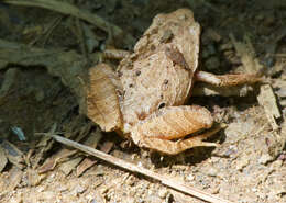 Image of Malagasy Climbing Rain Frog