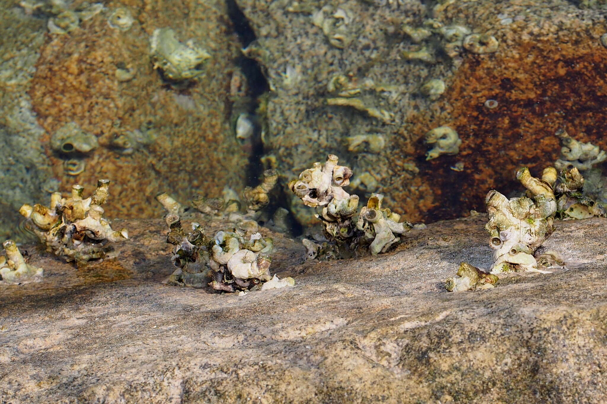 Image of scaly worm shell