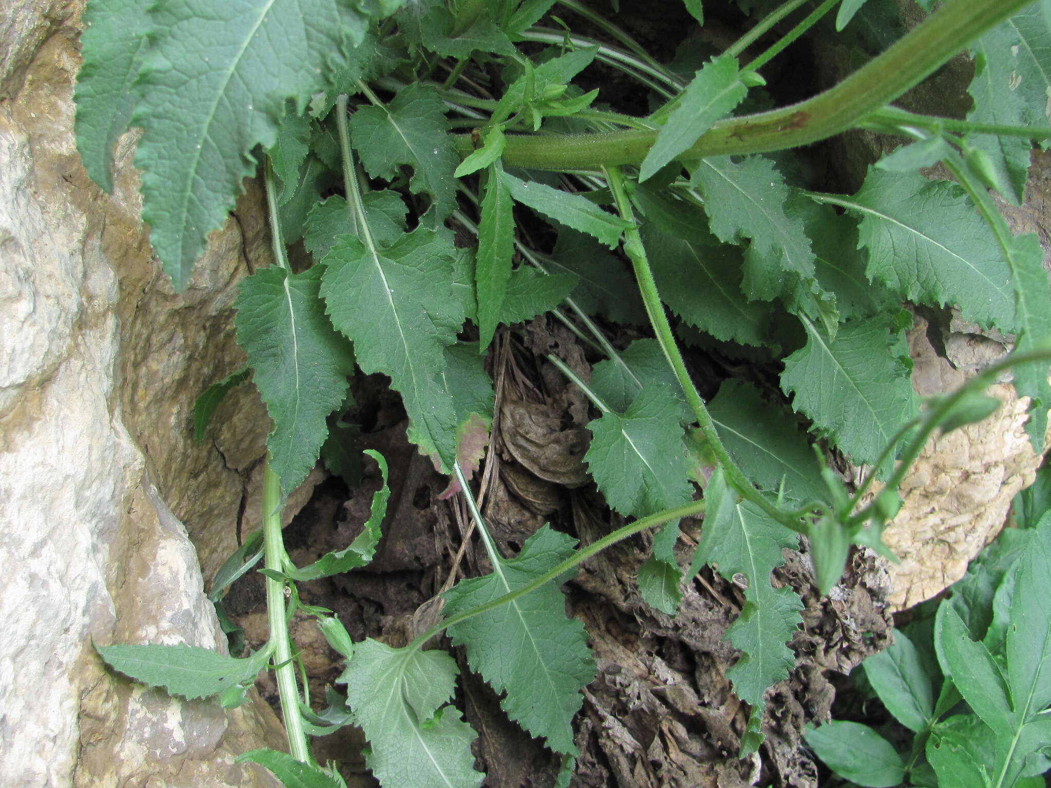 Image of Campanula sarmatica Ker Gawl.