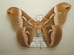 Image of Ailanthus Silkmoth