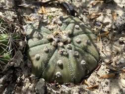 Image of Sand Dollar Cactus