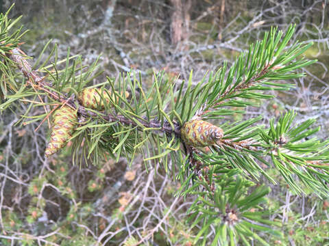 Image of jack pine