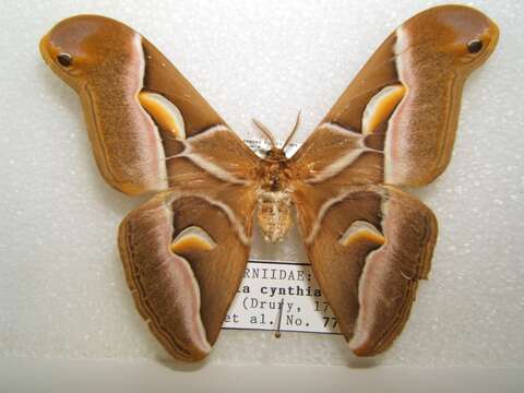 Image of Ailanthus Silkmoth