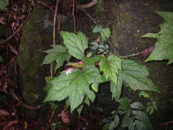 Слика од Begonia baviensis Gagnep.