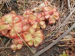 Image of Drosera cuneifolia L. fil.