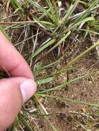 Image of Tufted Hair Grass