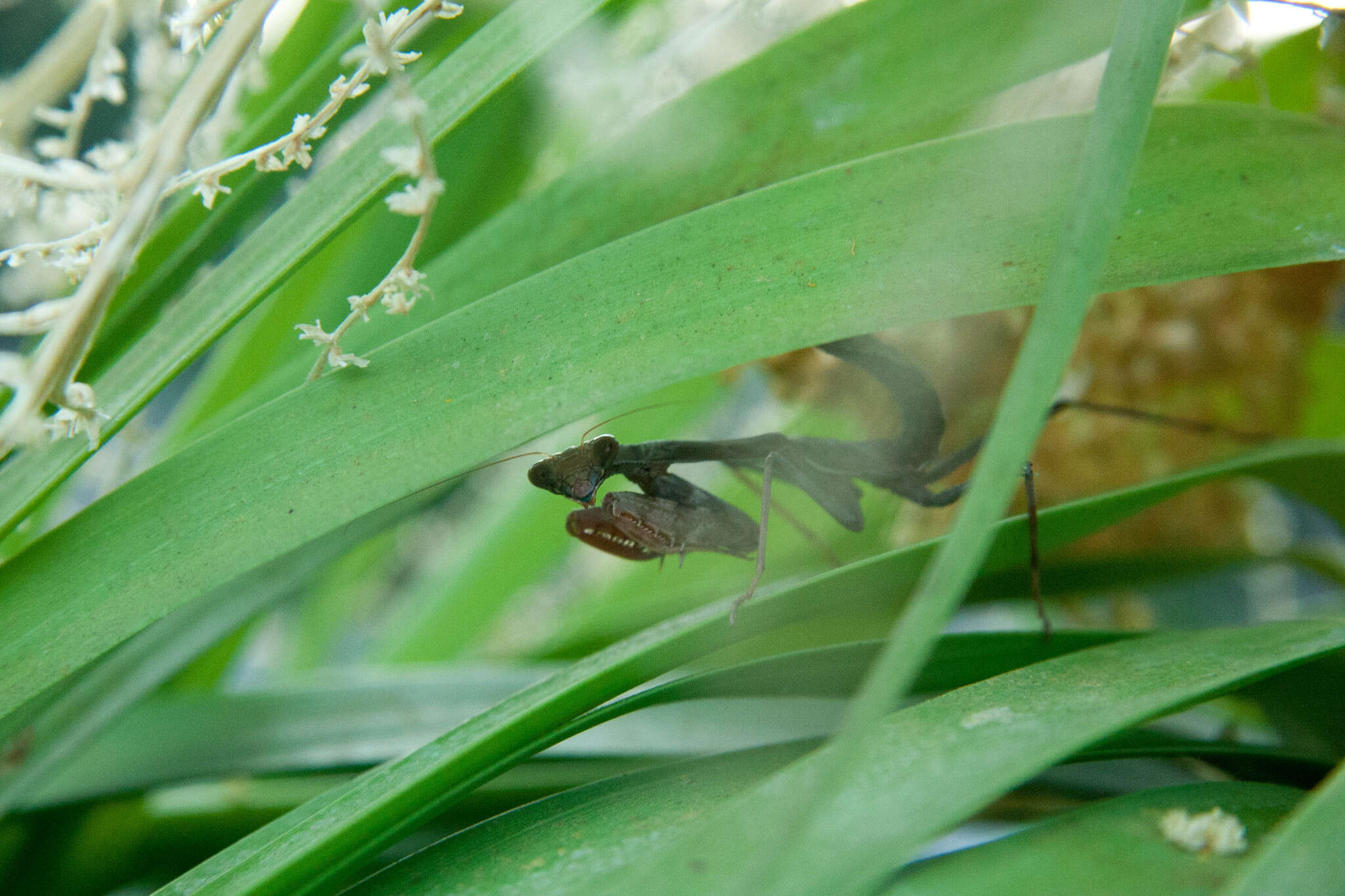 Image de Stagmomantis limbata Hahn 1835