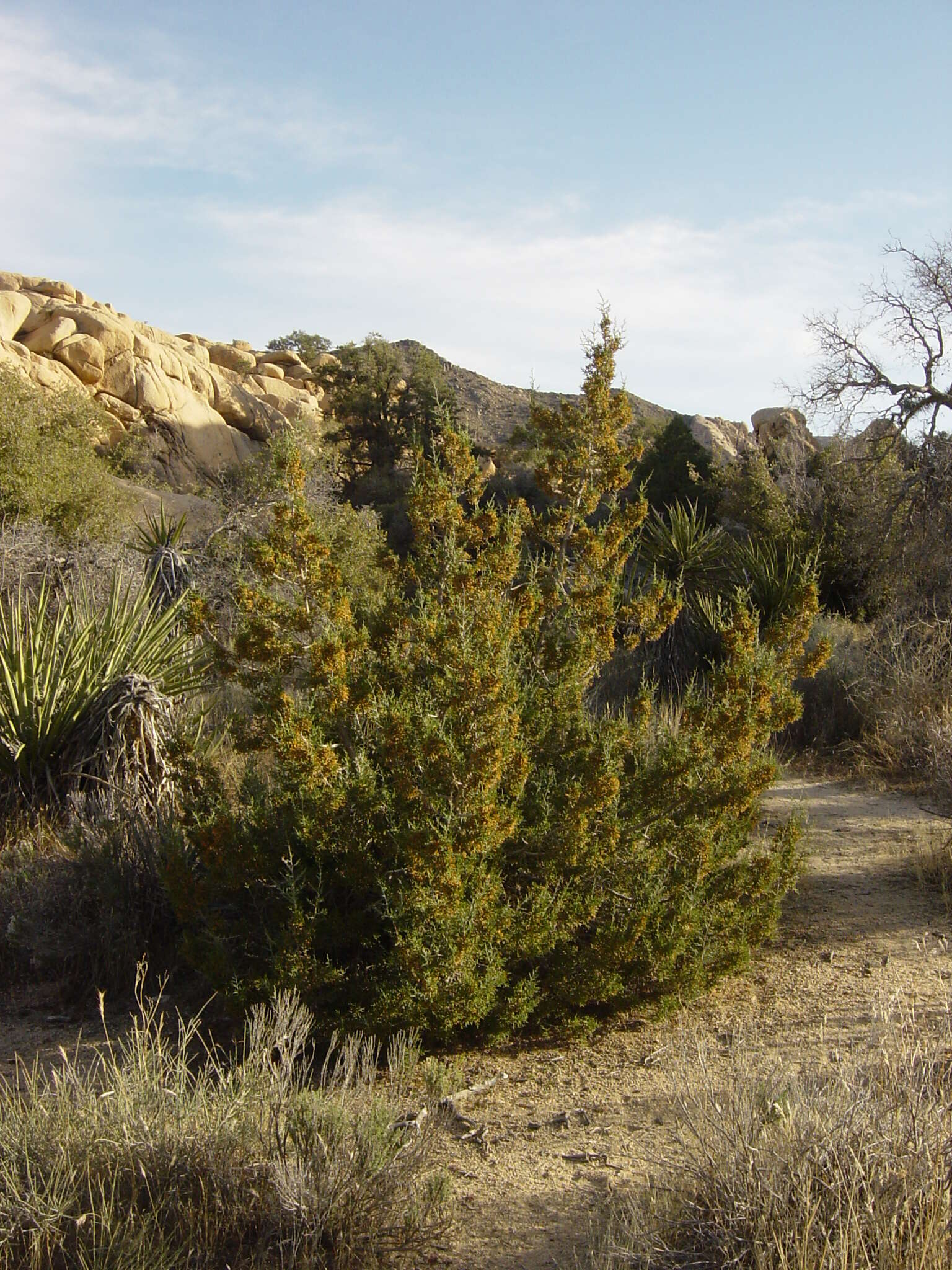 Image of California Juniper