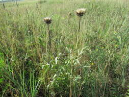 Image of Rhaponticum uniflorum subsp. uniflorum