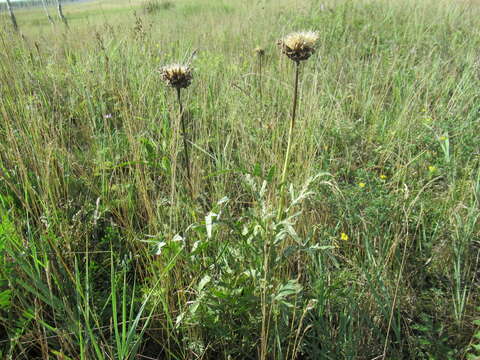 Image of Rhaponticum uniflorum (L.) DC.