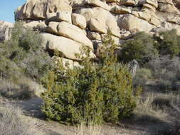 Image of California Juniper