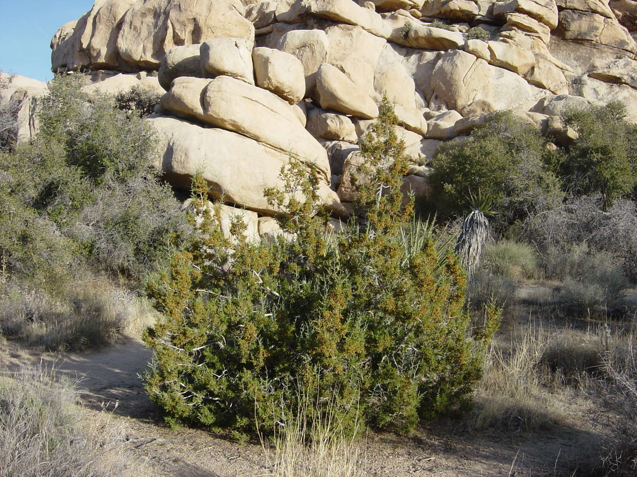 Imagem de Juniperus californica Carrière