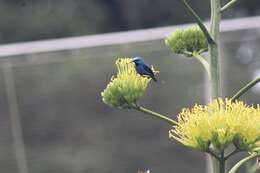 Image of Shining Honeycreeper