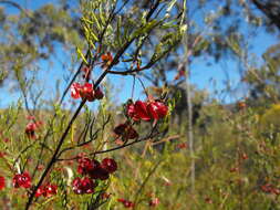 Image of Dodonaea sinuolata subsp. sinuolata