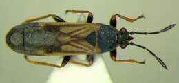 Image of European Chinchbug