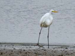 Image of Ardea alba egretta Gmelin & JF 1789