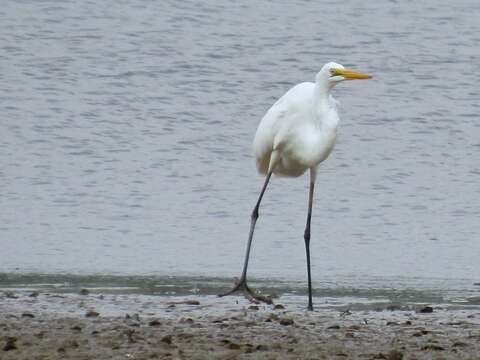 Image of Ardea alba egretta Gmelin & JF 1789