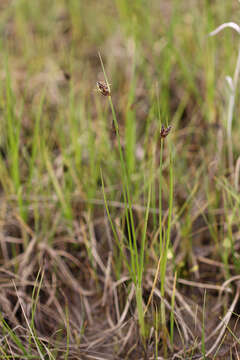 Imagem de Bolboschoenus planiculmis (F. Schmidt) T. V. Egorova