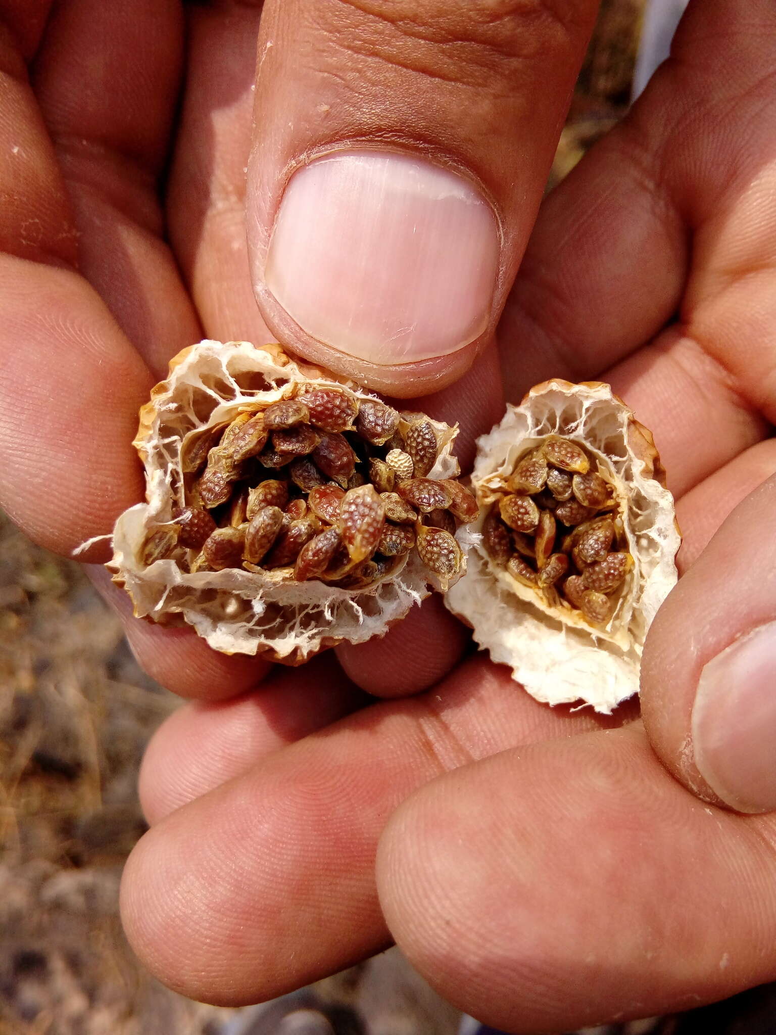 Image de Passiflora subpeltata Ortega