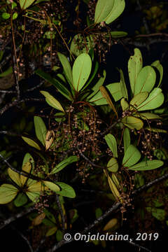 Image of Monoporus