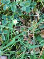 Image of Phragmidium fragariae G. Winter 1884