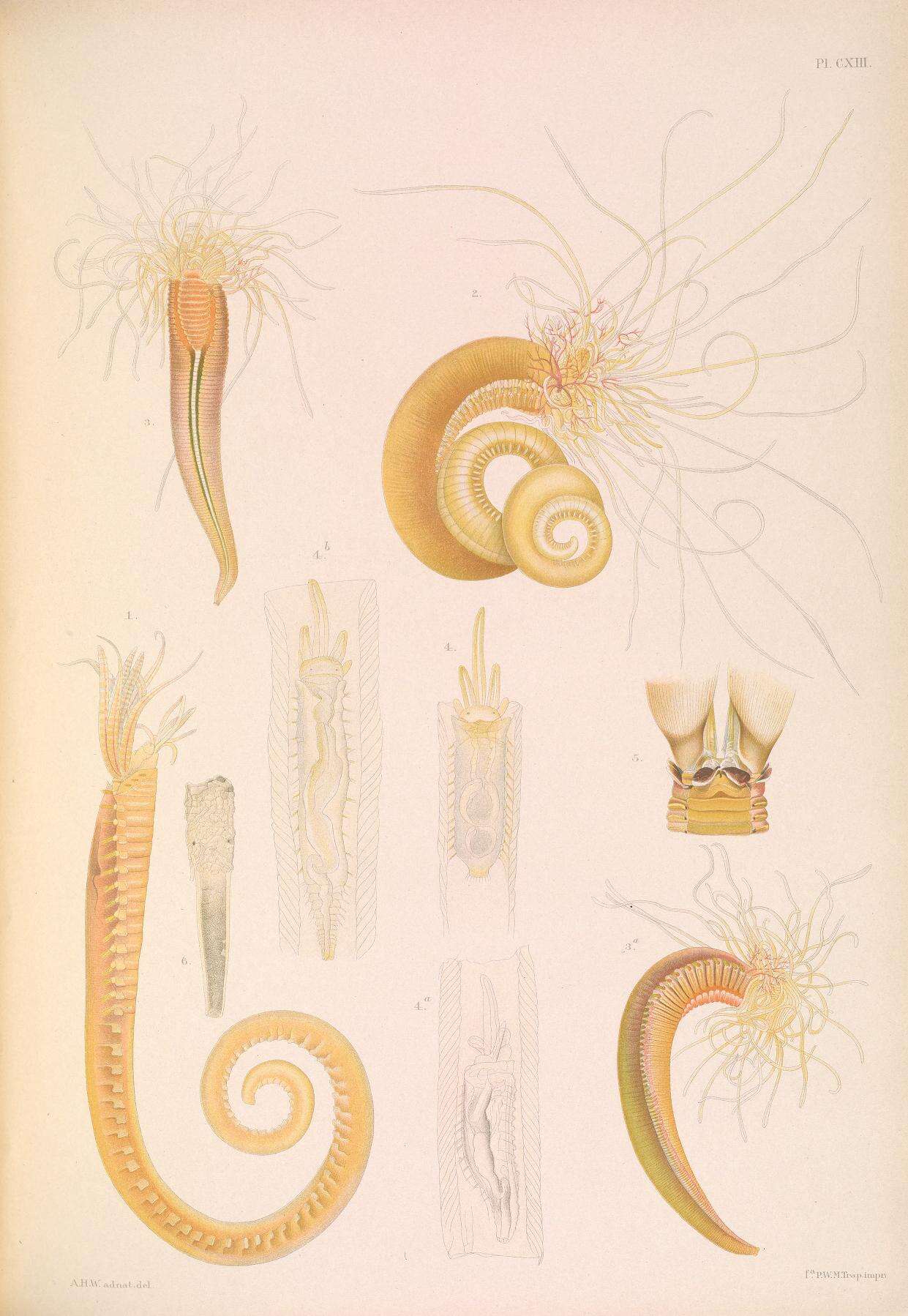 Image of double spiral worm