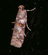 Image of Dioryctria pygmaeella