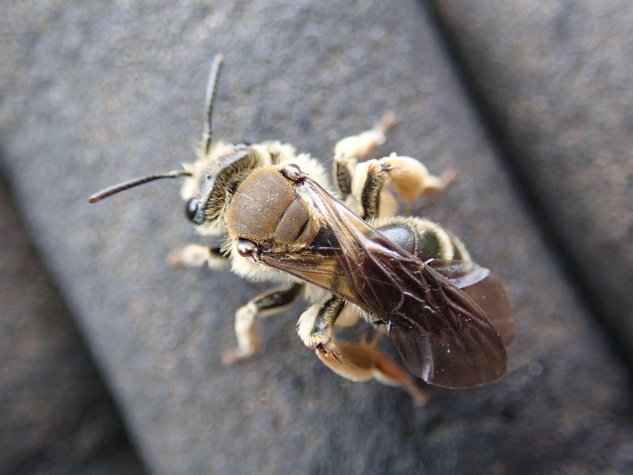 Image of Andrena pandellei Pérez 1895