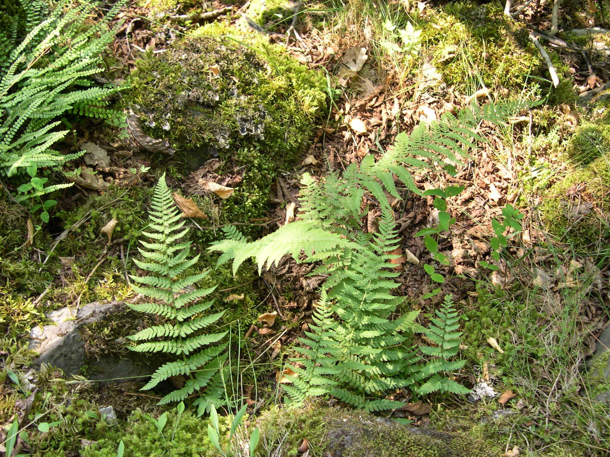 Image de Dryopteris mindshelkensis N. Pavl.