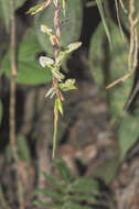 Image of Epidendrum hymenodes Lindl.