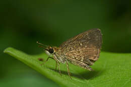 Image of Pygmy Scrub-hopper