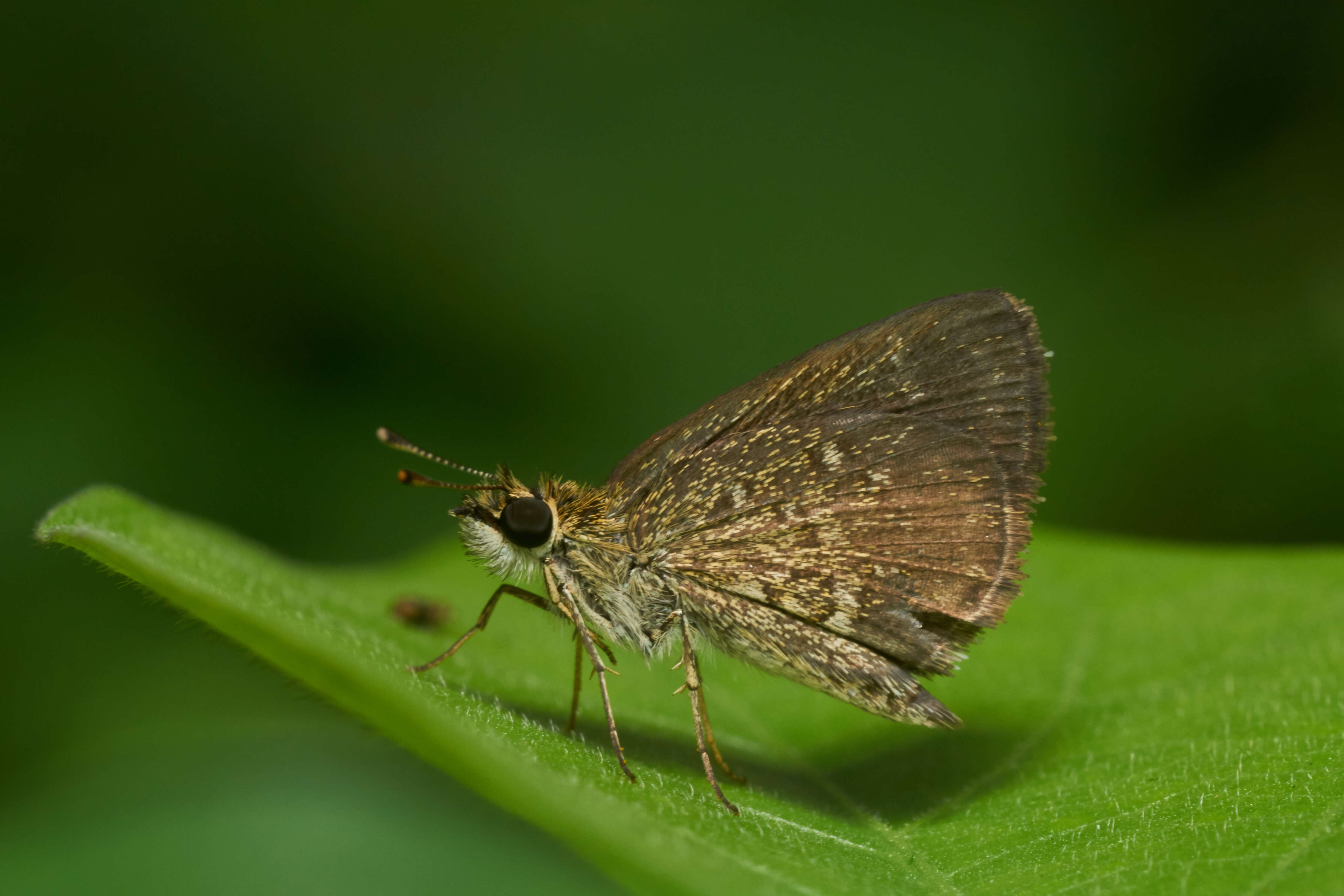 Image of Pygmy Scrub-hopper