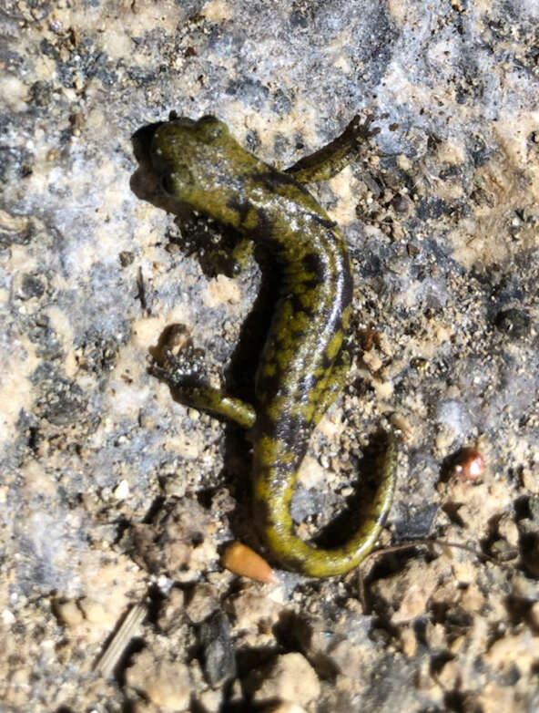 Image of Mount Lyell Salamander