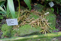 Image of Cryptanthus acaulis (Lindl.) Beer