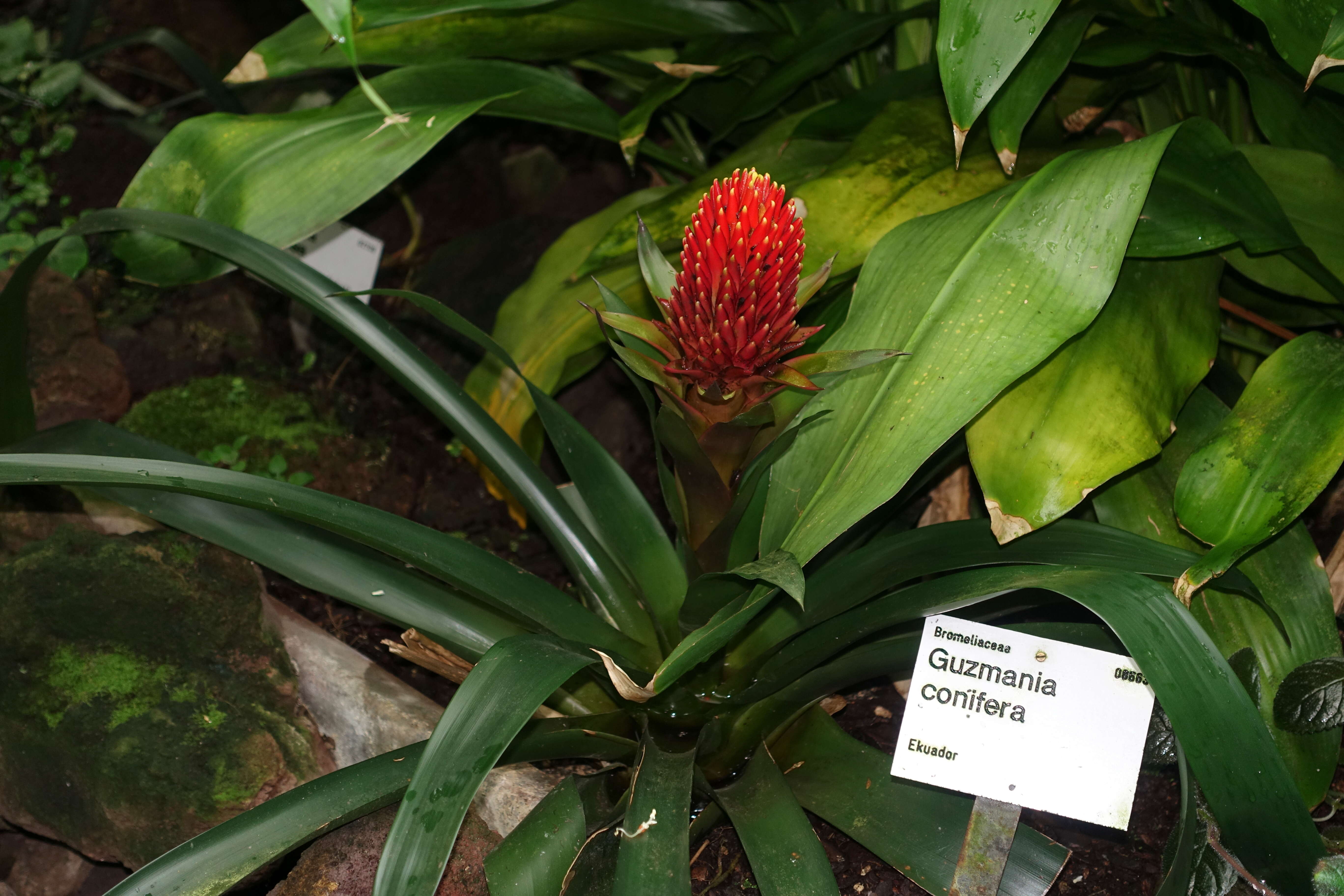 Image of Guzmania conifera (André) André ex Mez