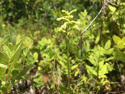 Image of Green Woodland Orchid