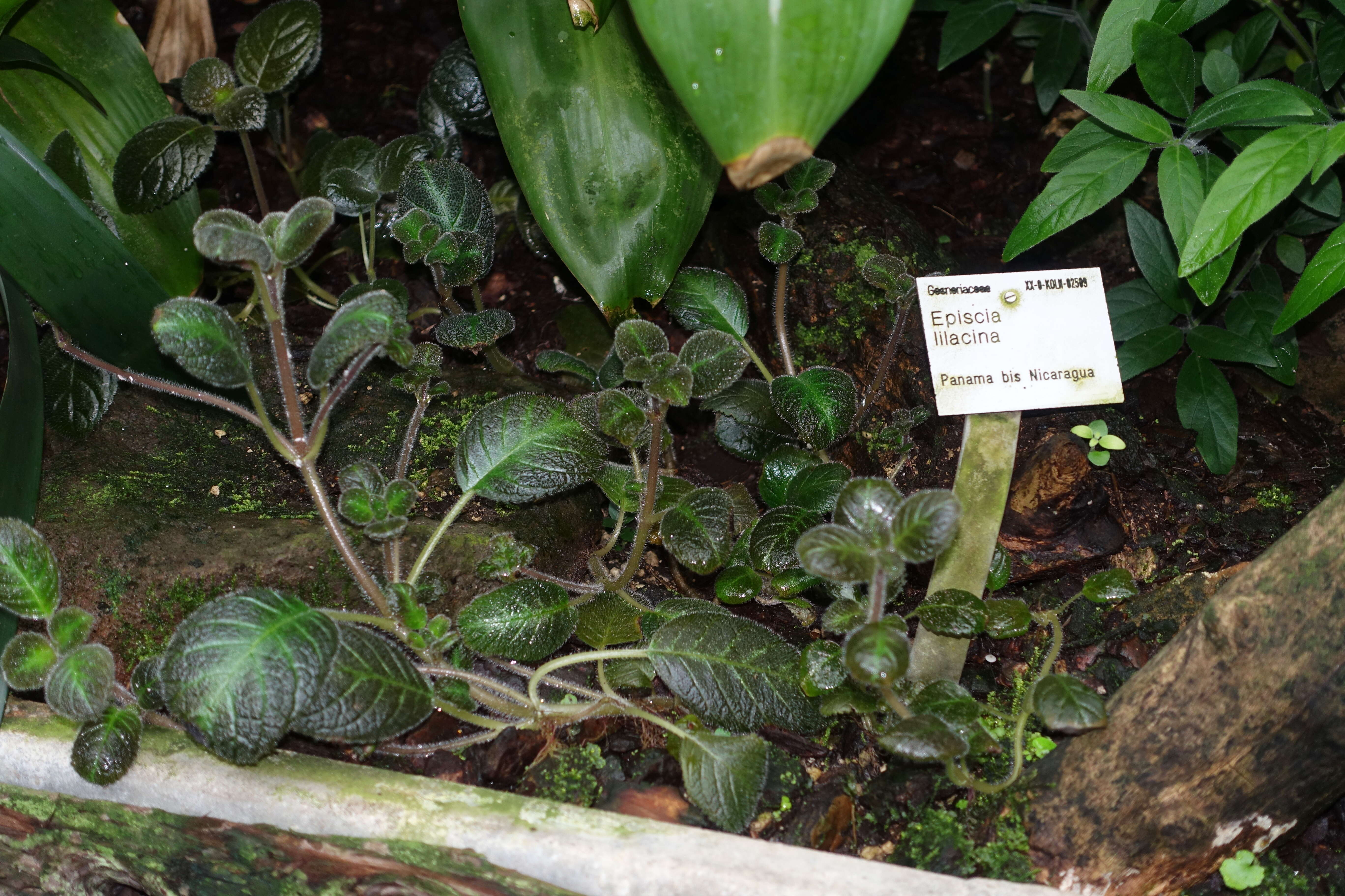 Image of Episcia lilacina Hanst.