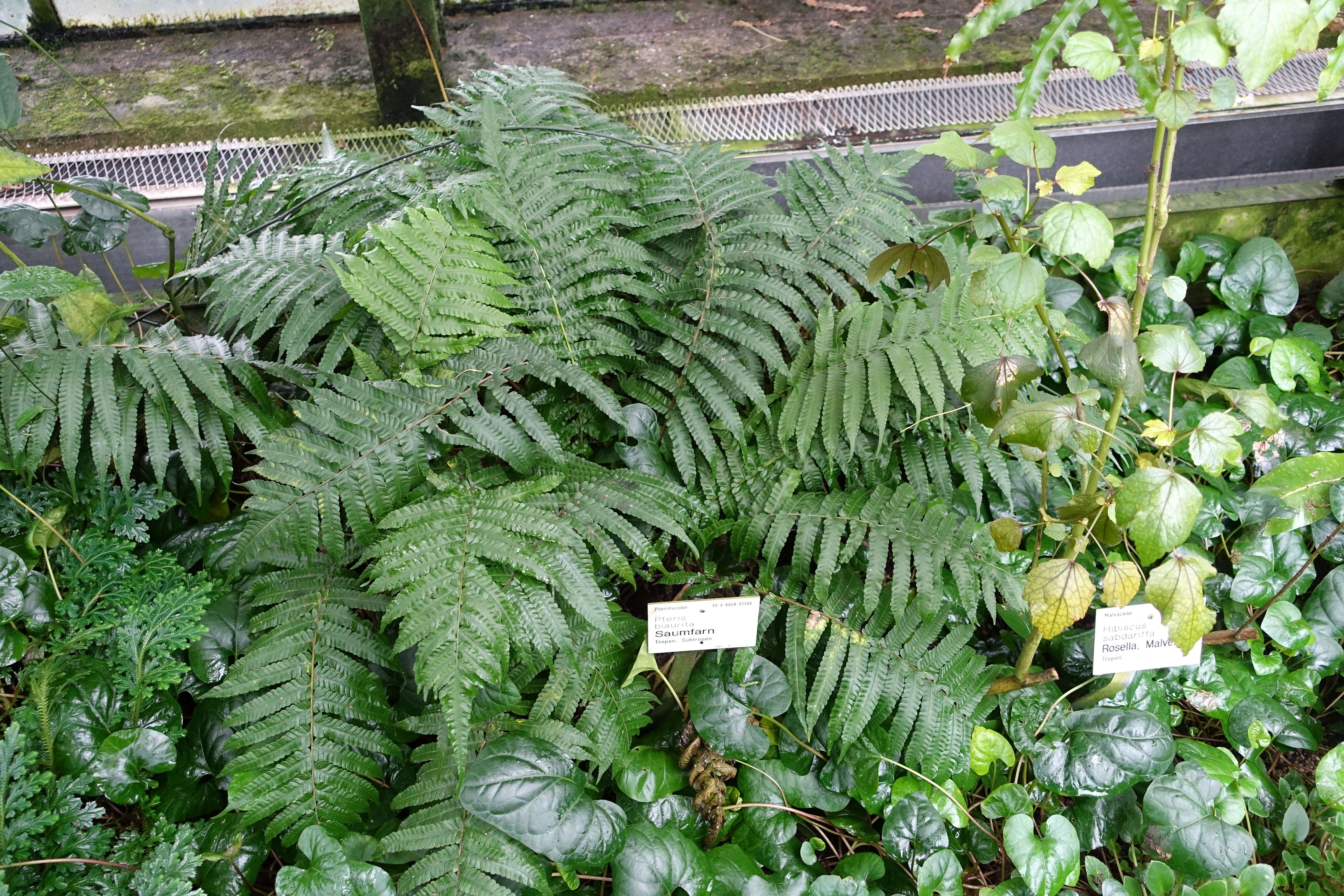 Imagem de Pteris biaurita L.