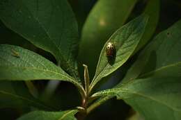 Plancia ëd Phytodectoidea duodecimsignata (Boheman 1854)