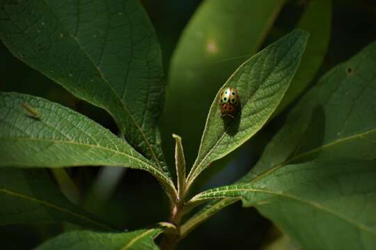 Plancia ëd Phytodectoidea