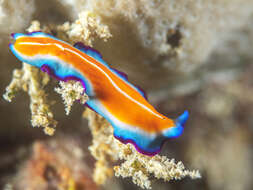 Image of Beautiful rainbow flatworm