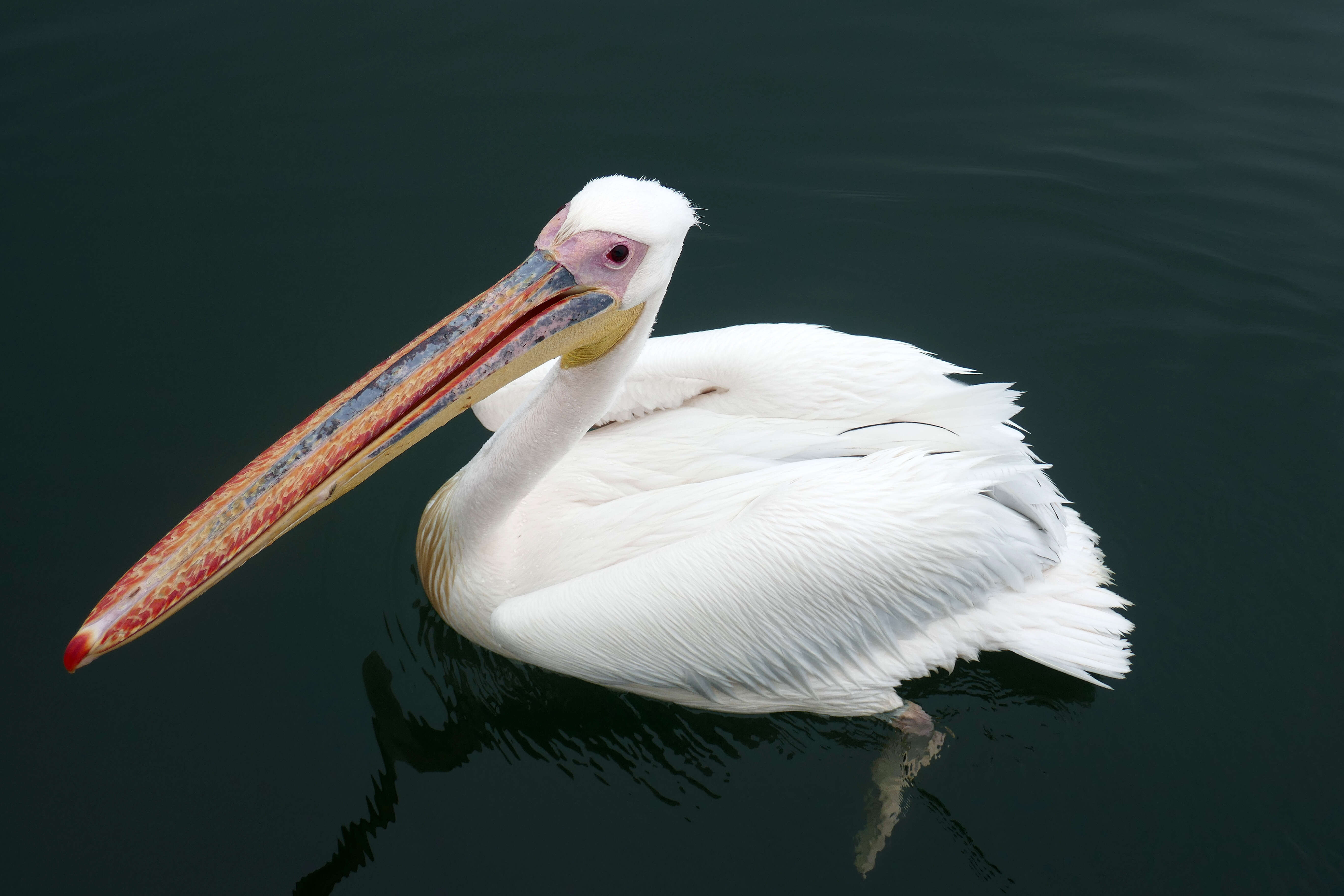 Image of Great White Pelican