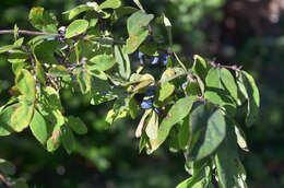 Image of Lonicera caerulea subsp. stenantha (Pojark.) Hultén ex A. K. Skvortsov