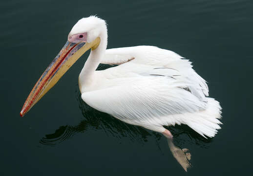 Image of Great White Pelican