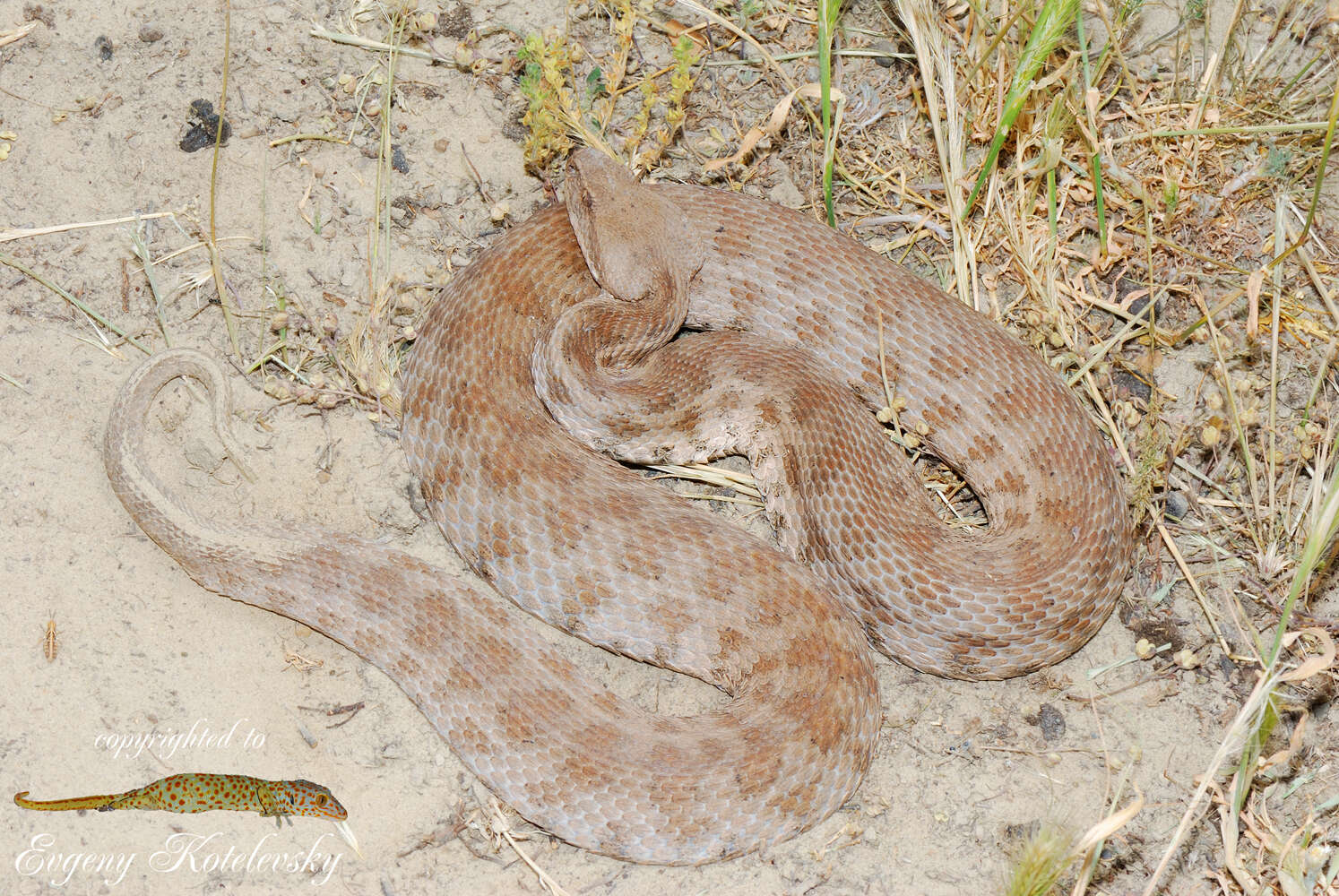 Sivun Macrovipera lebetinus obtusa (Dwigubsky 1832) kuva