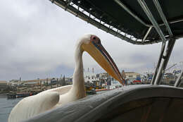 Image of Great White Pelican